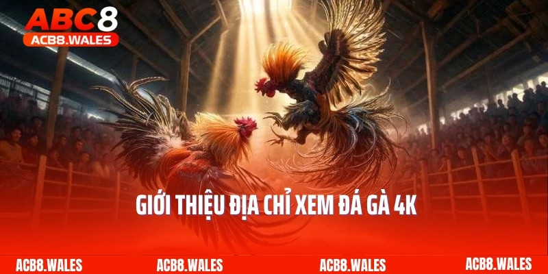 Giới thiệu địa chỉ xem đá gà 4K